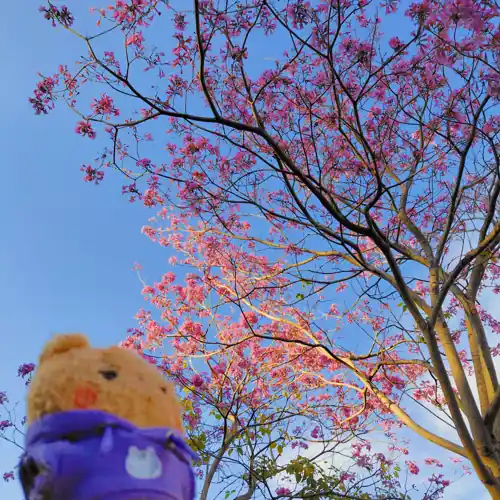 三月桃花桌布小爆子賞花